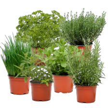 Herbio verse kruiden